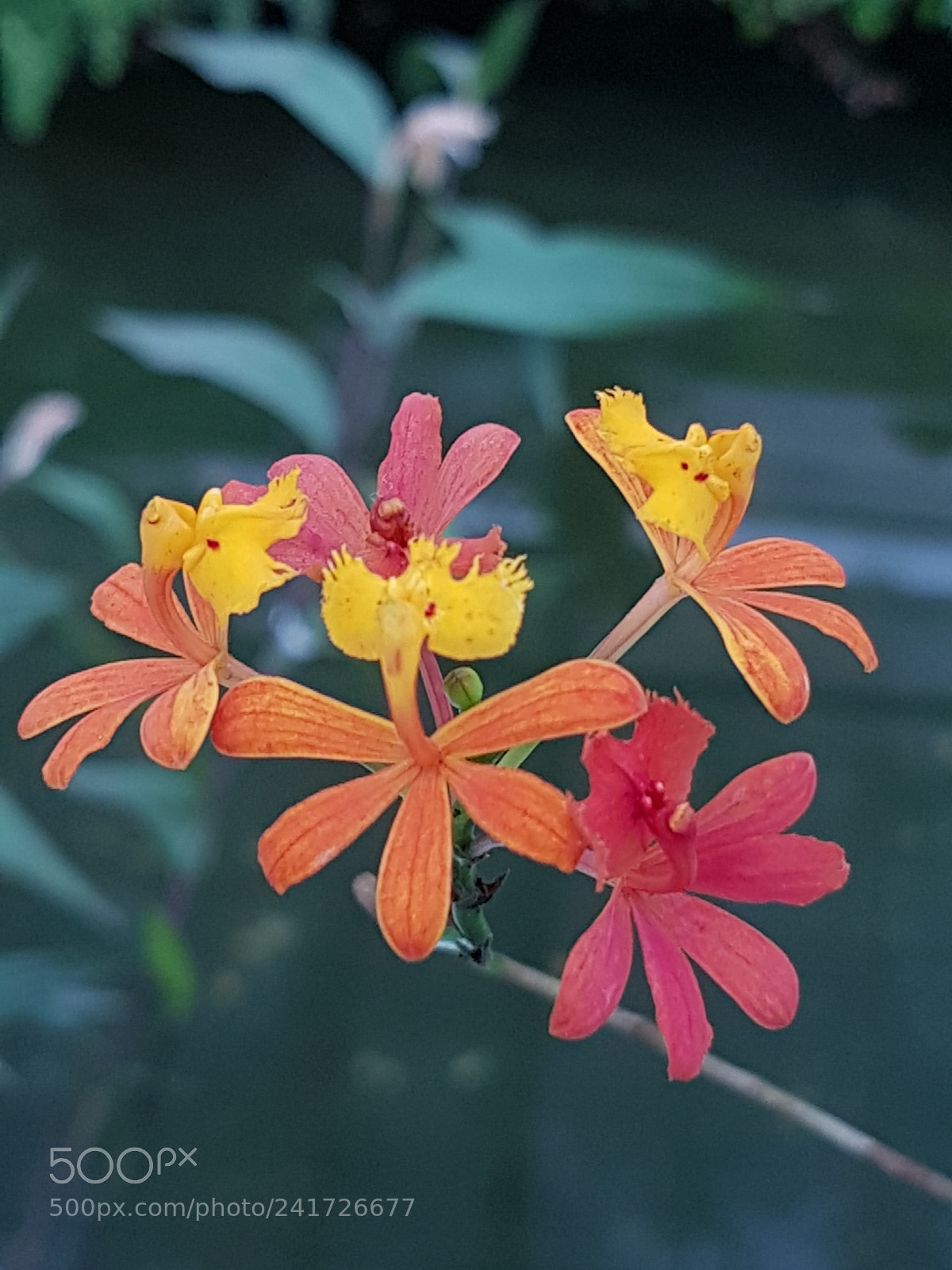 Samsung Galaxy S7 sample photo. A little orchid in photography