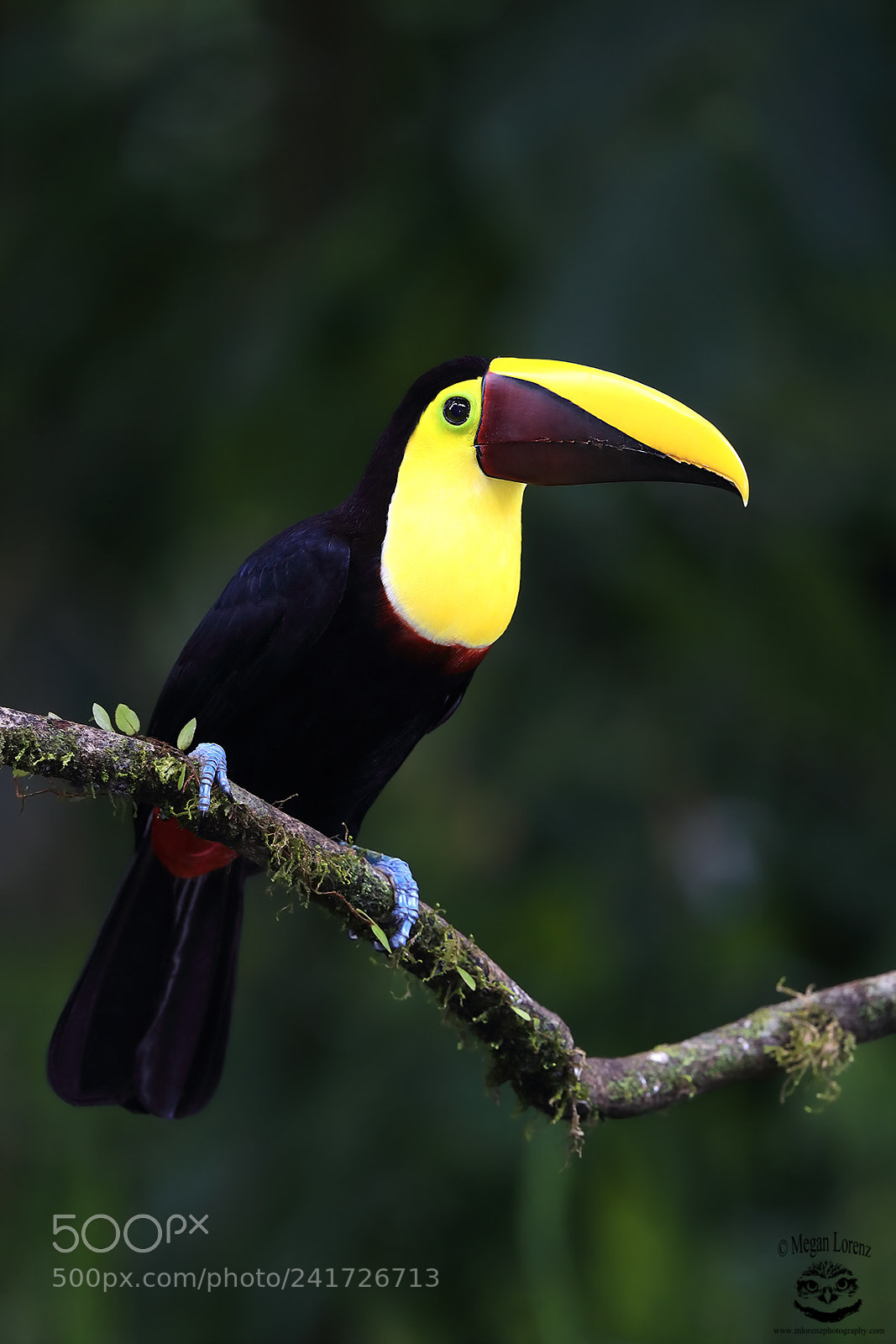 Canon EOS-1D X Mark II sample photo. Toucan photography