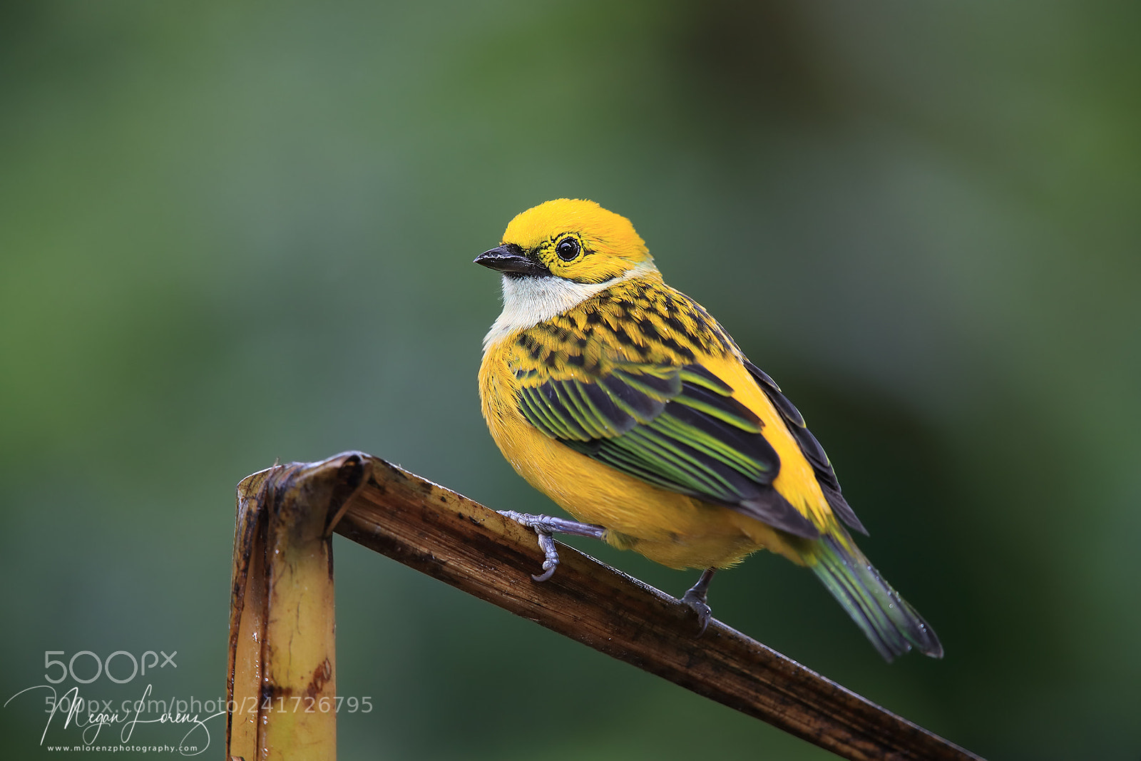 Canon EOS-1D X Mark II sample photo. Tanager photography
