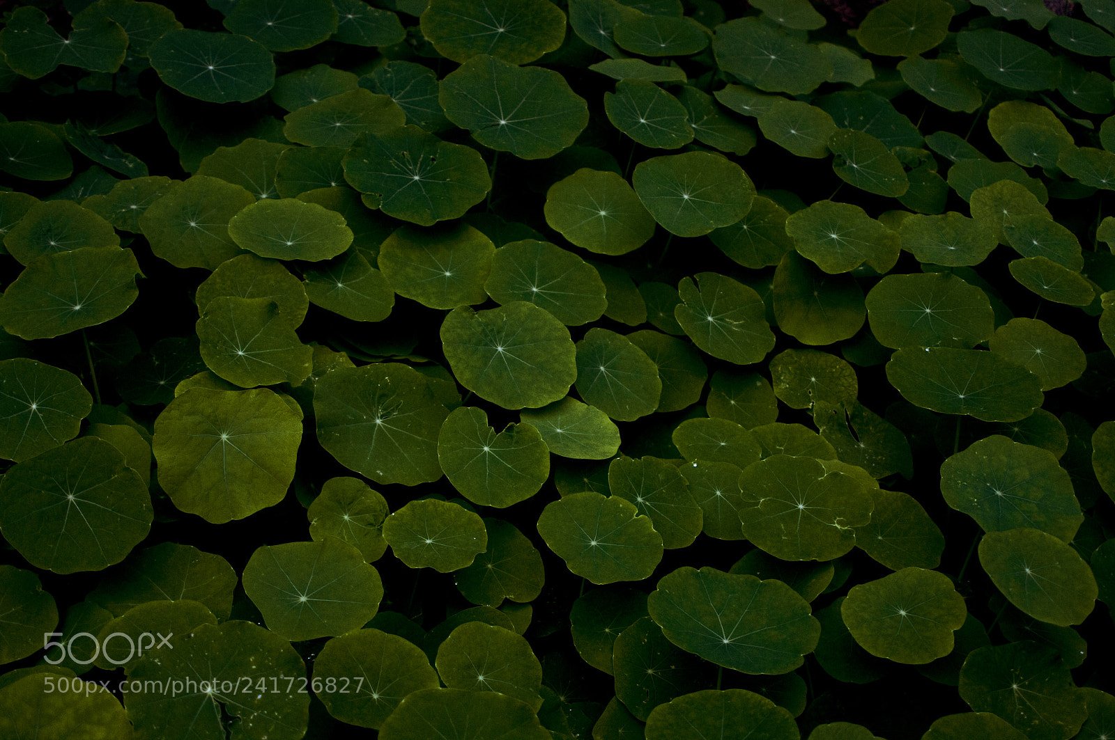Canon EOS 40D sample photo. Universe photography