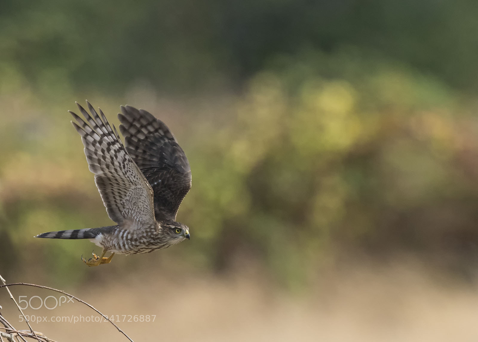 Nikon D810 sample photo. Sharp-shinned hawk in flight photography