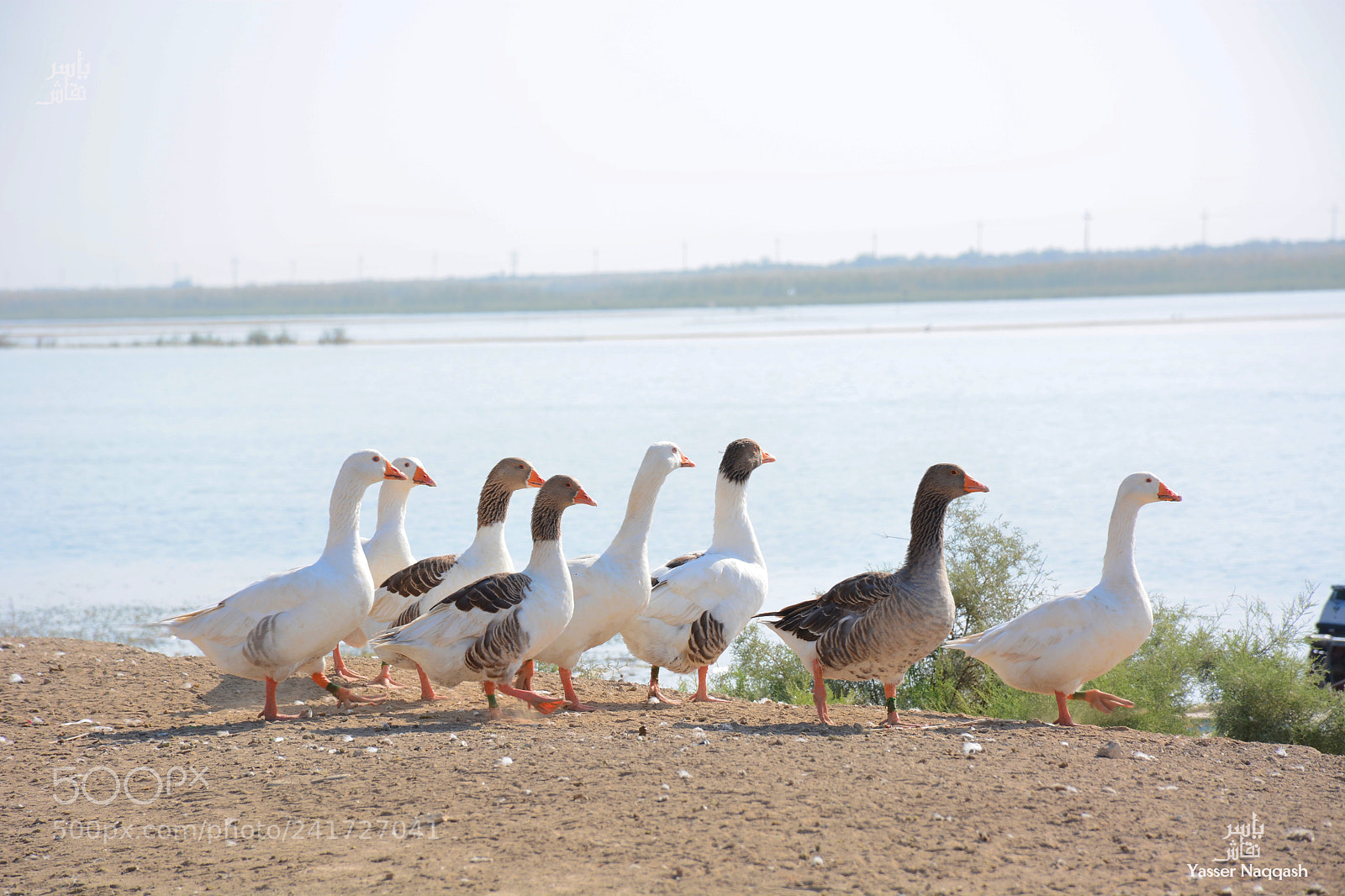 Nikon D7100 sample photo. Ducks walk photography