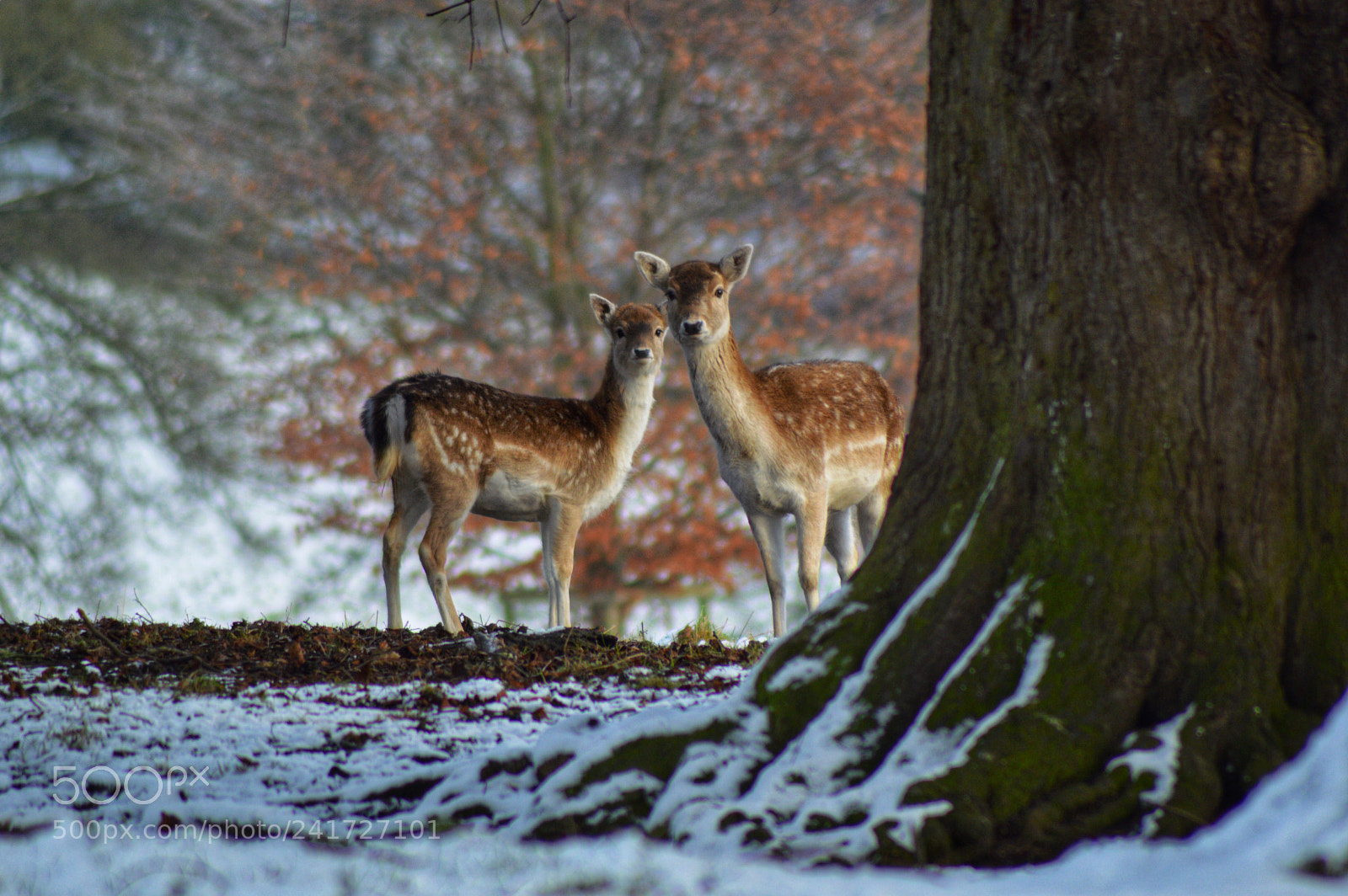 Nikon D3200 sample photo. The most beautiful creatures photography