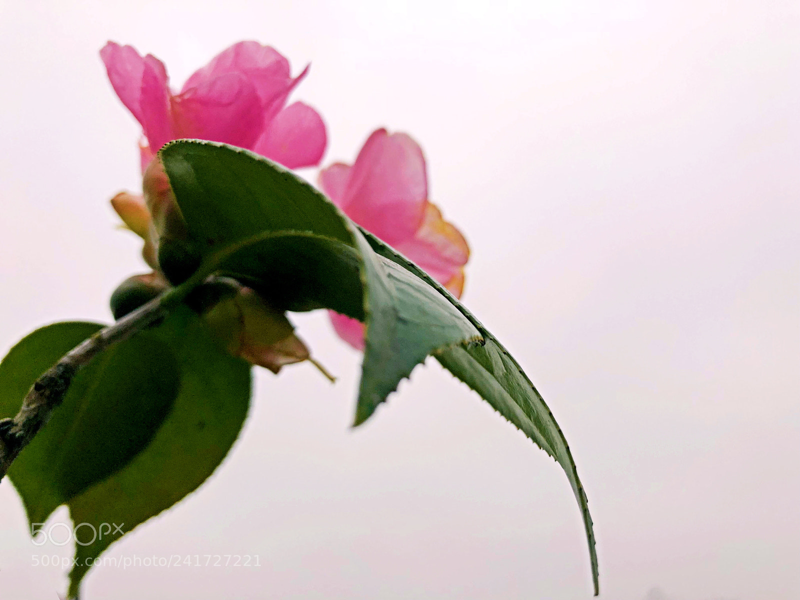 Apple iPhone X sample photo. Untitled photography