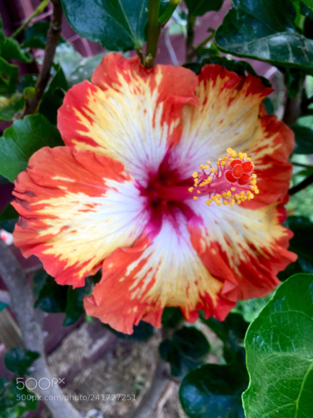 Apple iPhone SE sample photo. Nature’s paint photography
