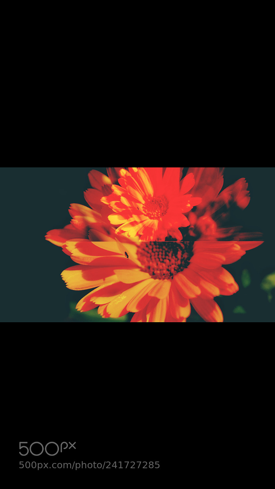 Sony Alpha a5000 (ILCE 5000) sample photo. Untitled photography