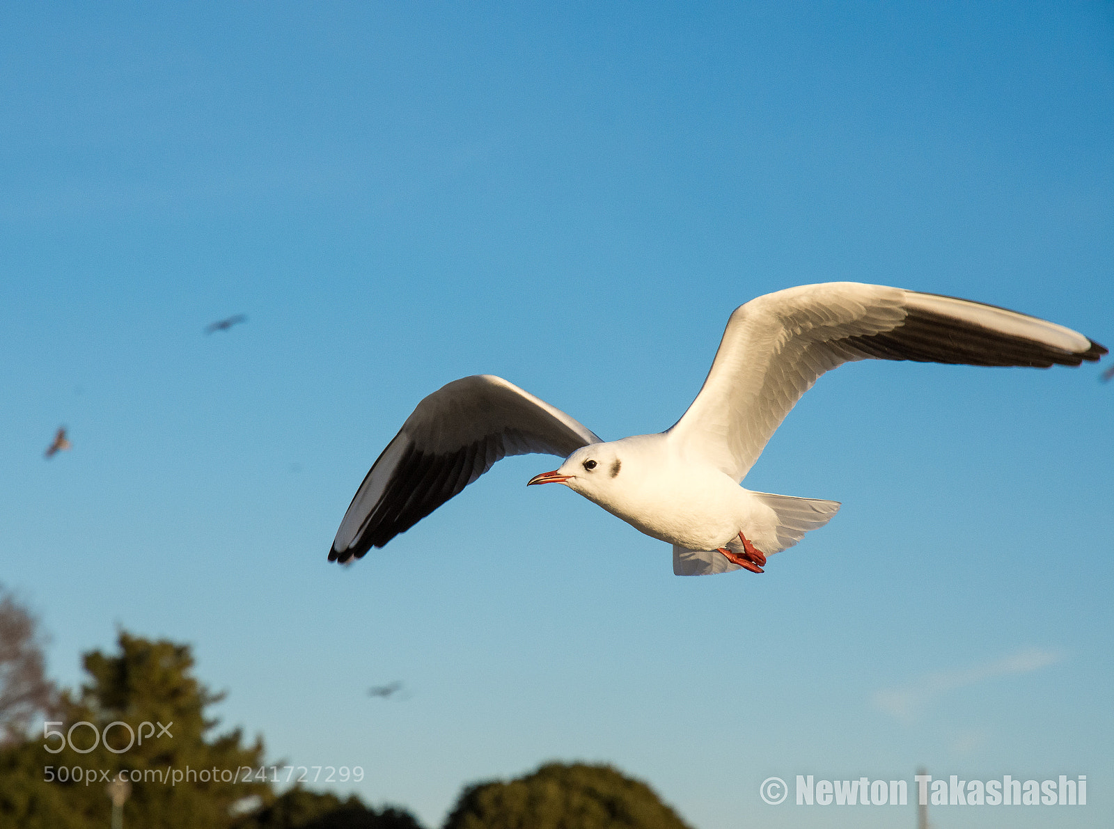 Nikon D7200 sample photo. Seagull photography
