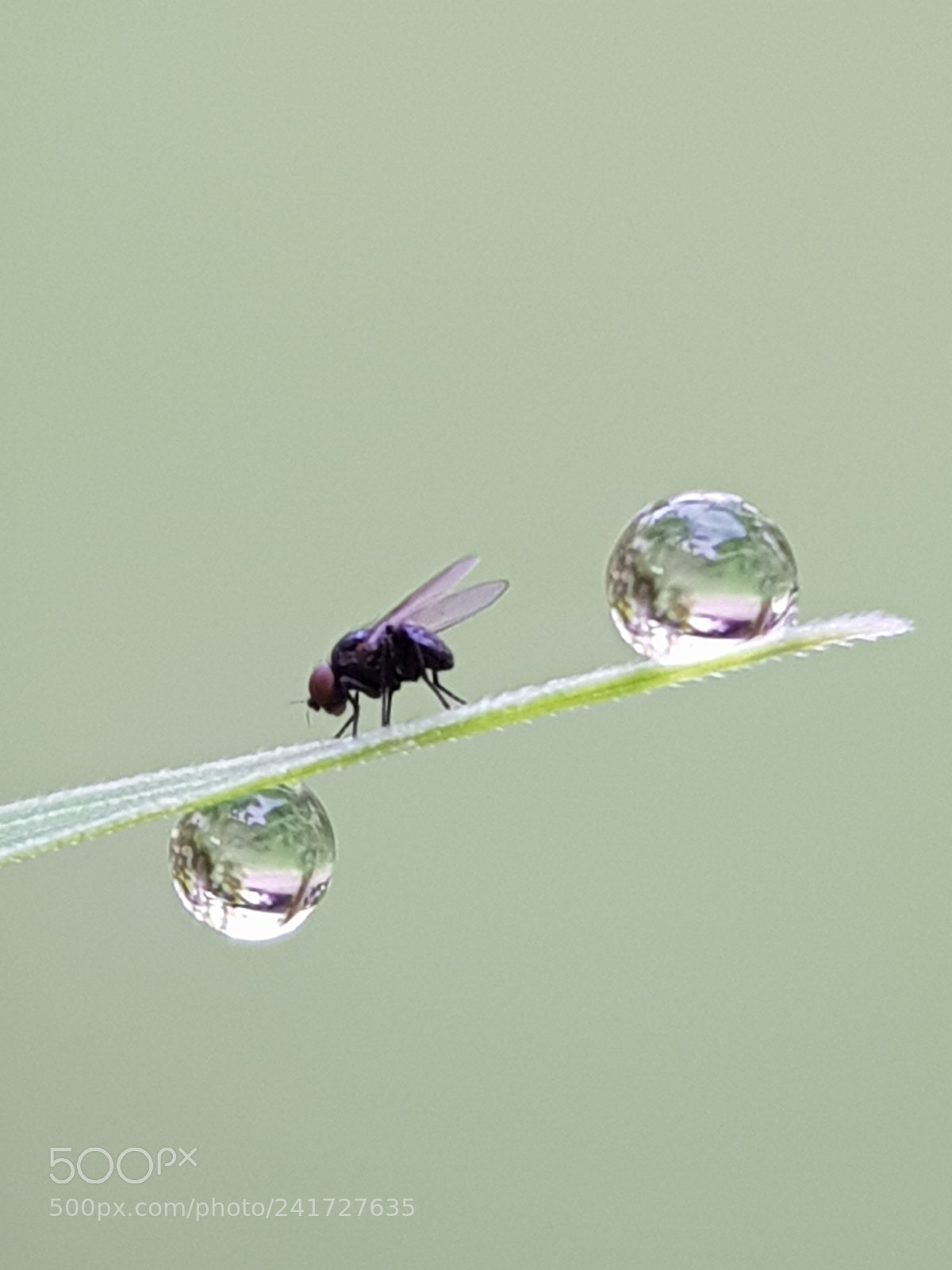 Samsung Galaxy S8 sample photo. A fly and two photography