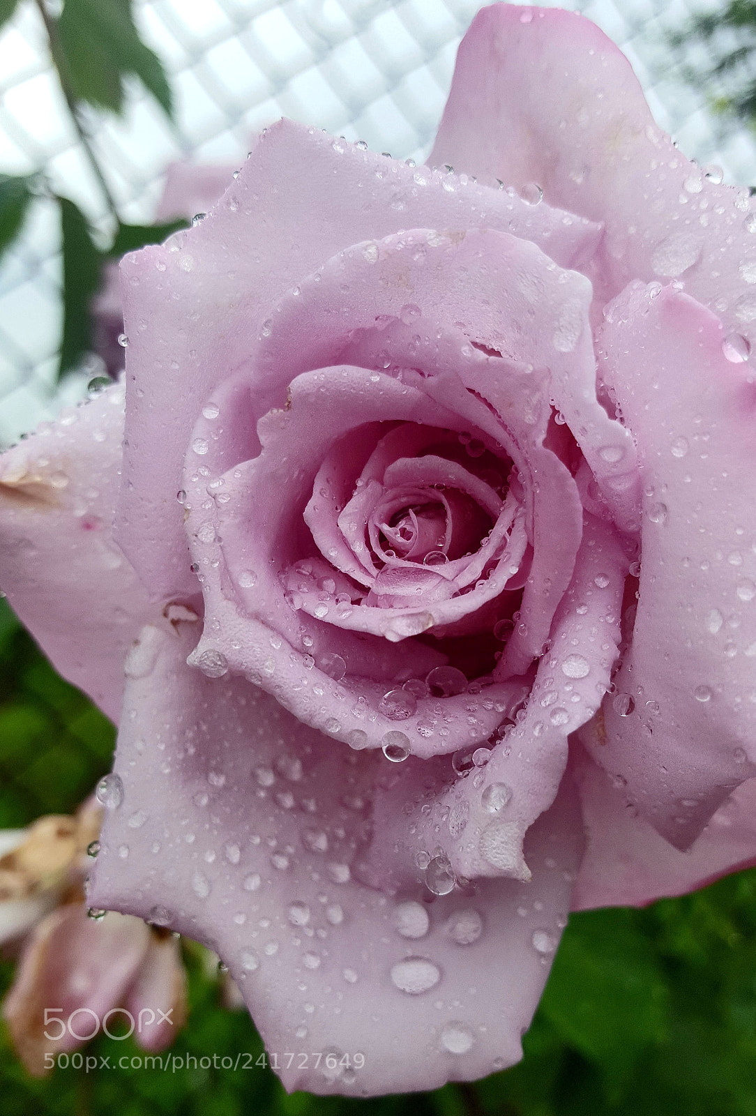 Samsung Galaxy S6 sample photo. Purple rose photography