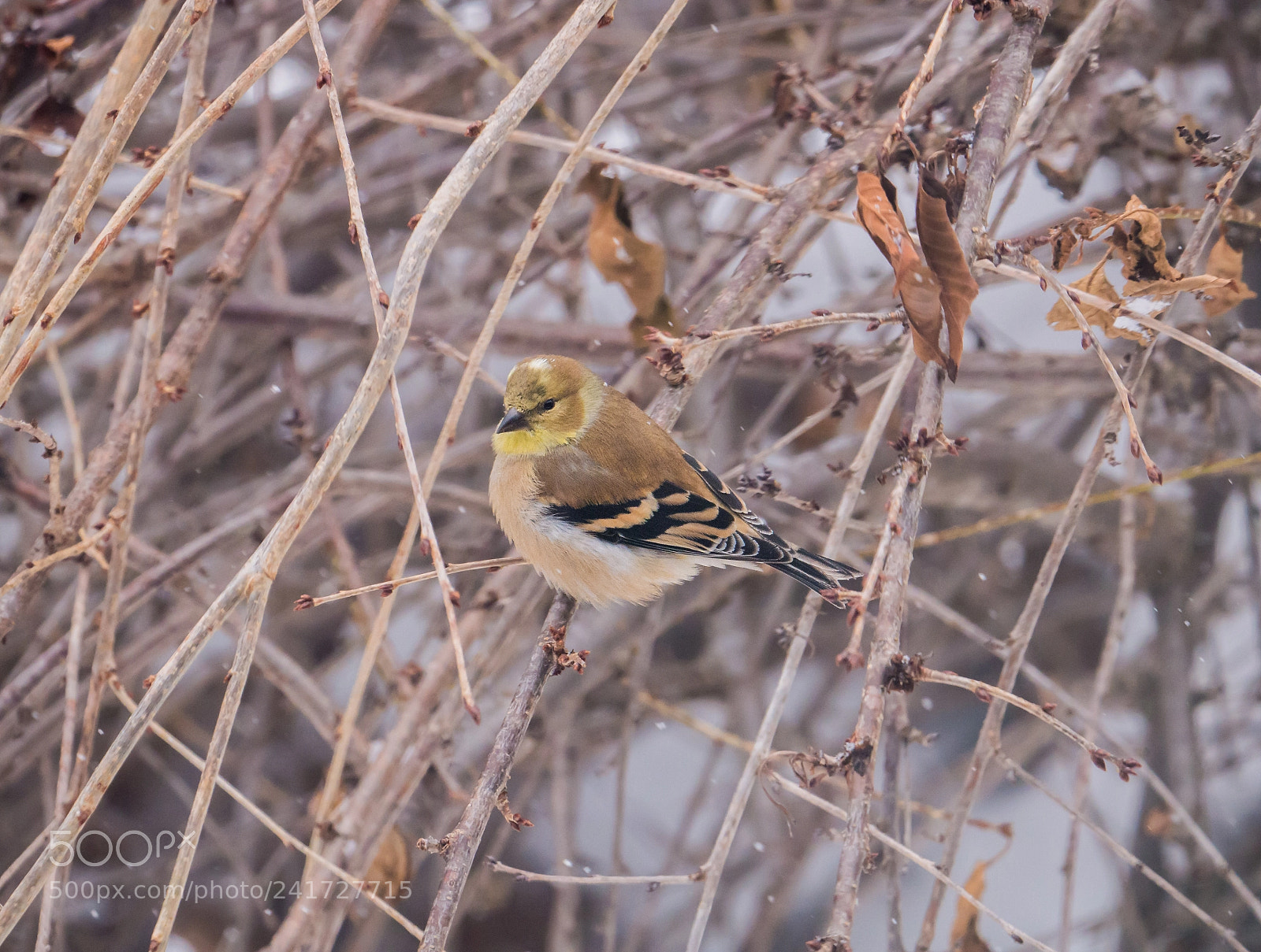 Panasonic Lumix DMC-G85 (Lumix DMC-G80) sample photo. American goldfinch photography