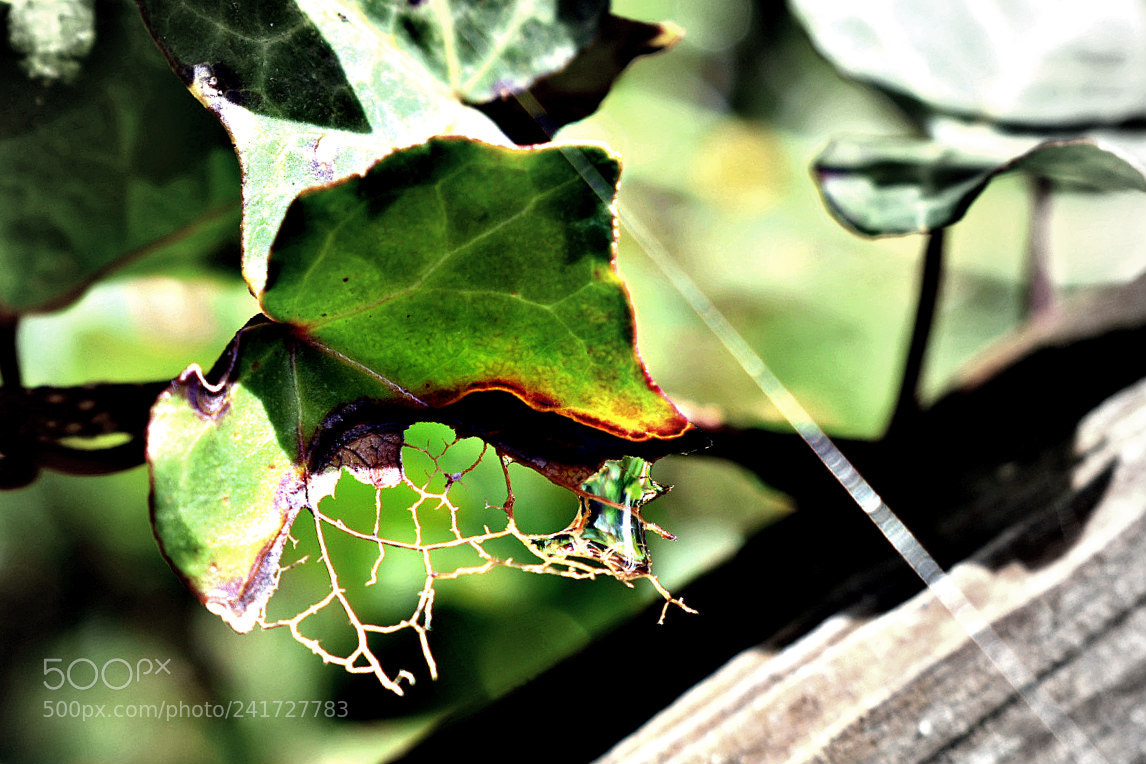 Nikon D3400 sample photo. Half alive photography