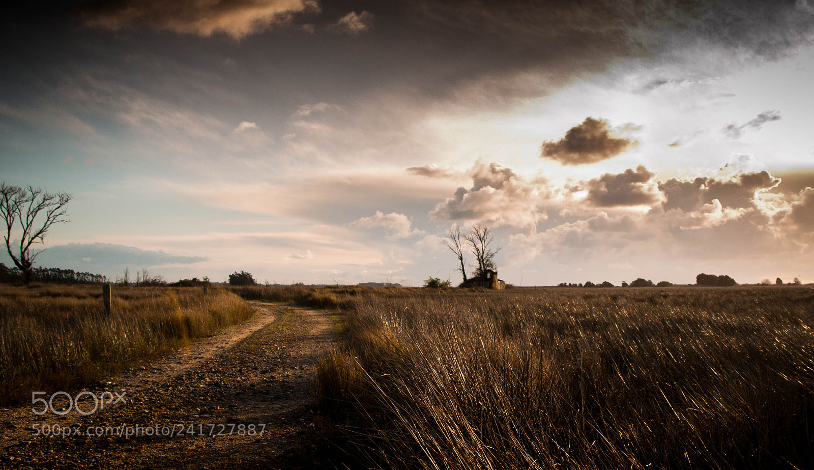Nikon D3100 sample photo. Field photography