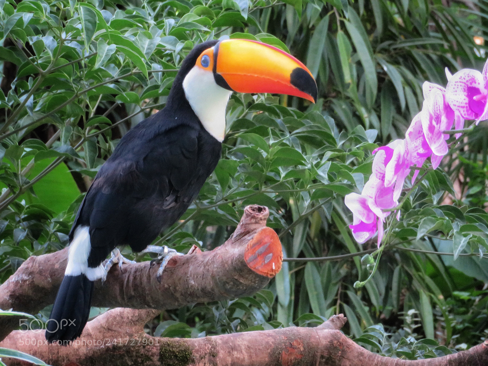 Canon PowerShot SX720 HS sample photo. Toco toucan photography