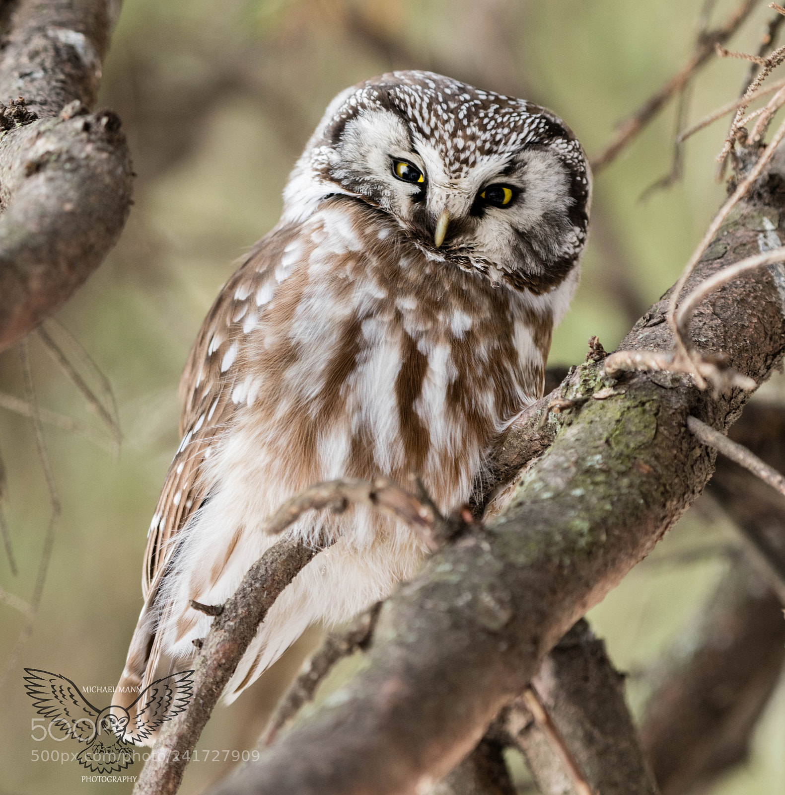 Nikon D850 sample photo. Boreal owl photography