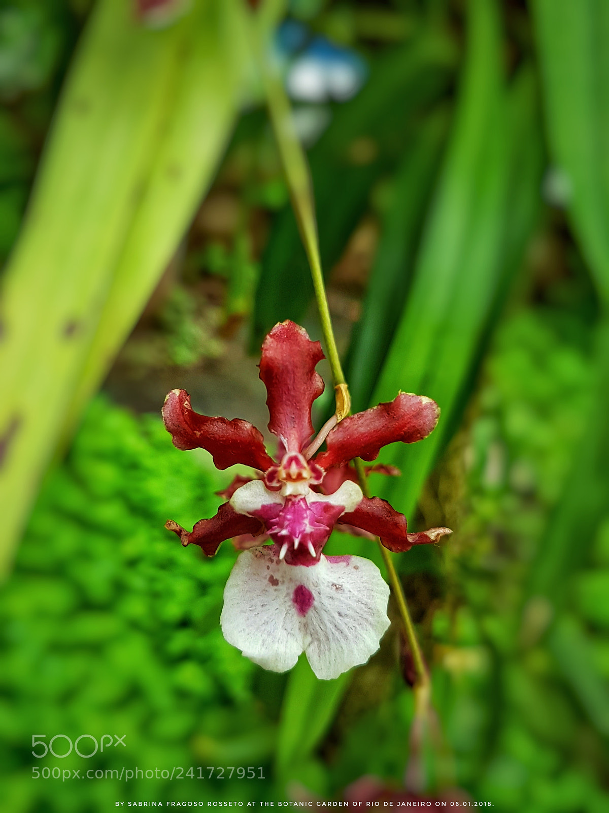 Samsung Galaxy S7 sample photo. A incredible orchid which photography