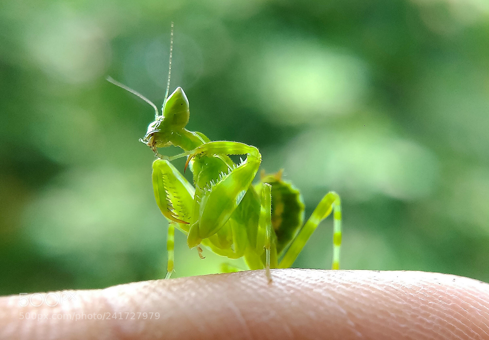 Xiaomi Redmi 4A sample photo. Macro photography