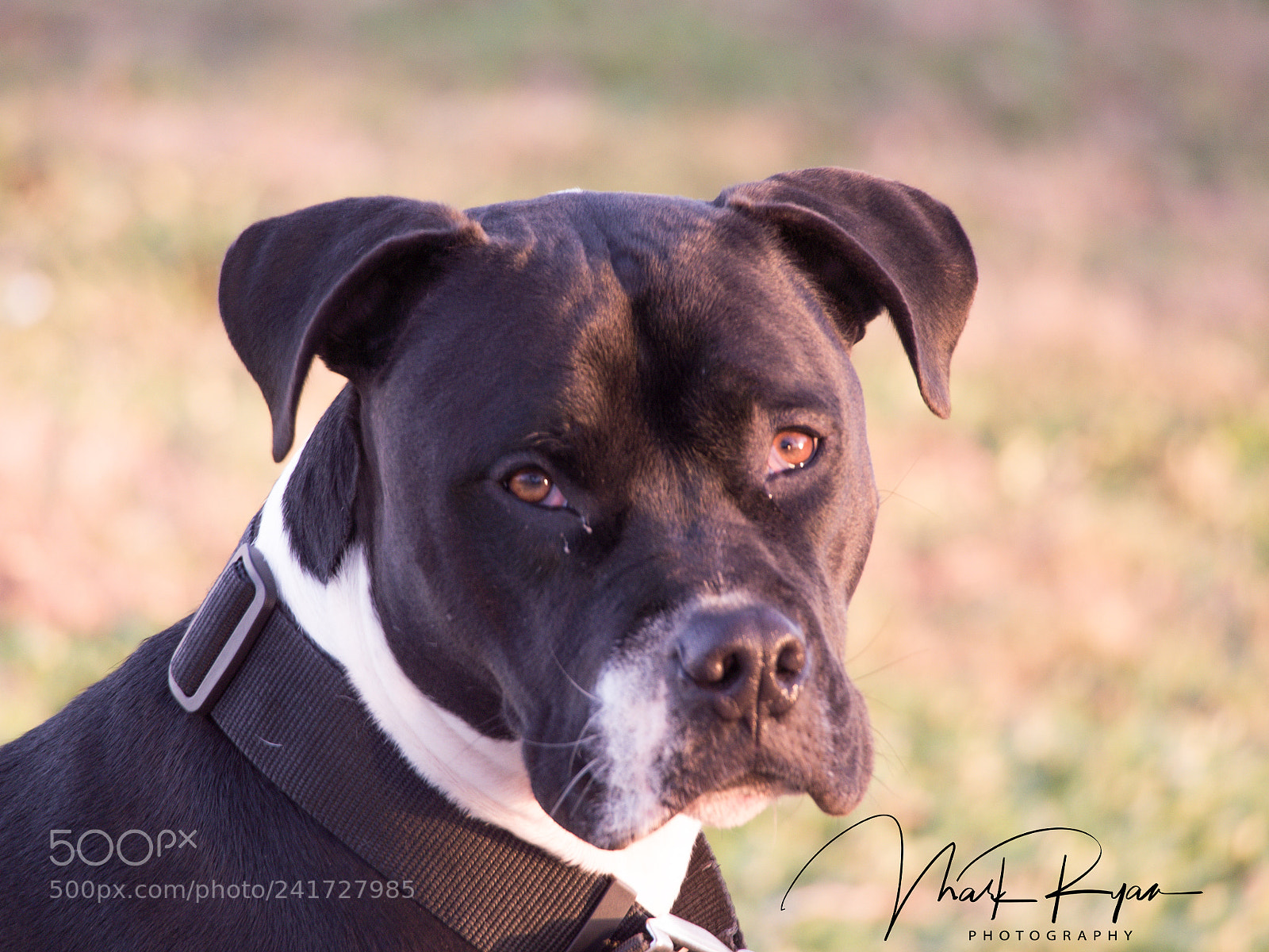 Olympus OM-D E-M5 sample photo. Zeus.jpg photography