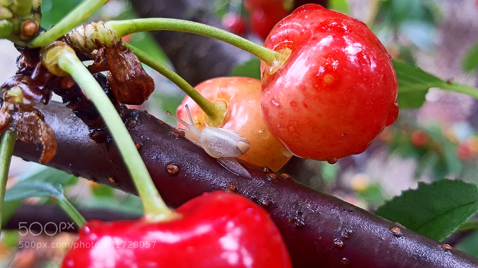 Samsung Galaxy S6 sample photo. In the rain photography