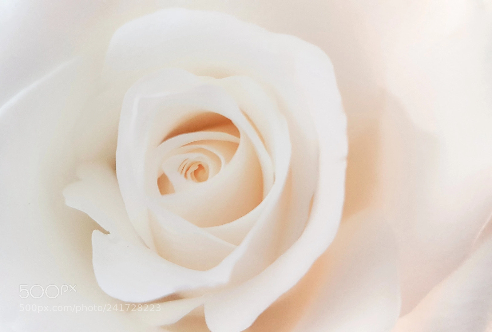 Samsung Galaxy S8 sample photo. Rose photography