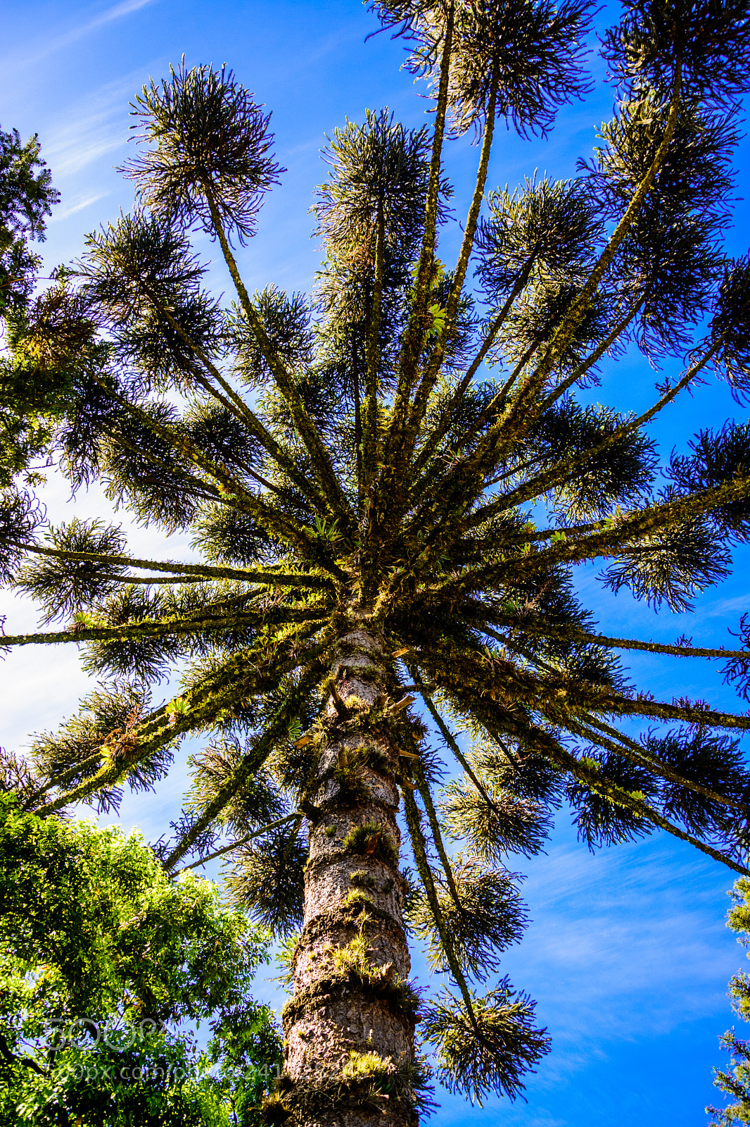 Nikon D7100 sample photo. Araucaria photography