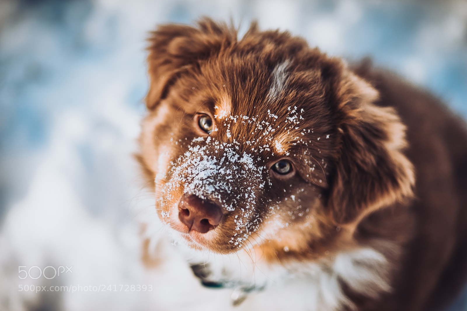 Sony a7 II sample photo. Fluffy fun photography
