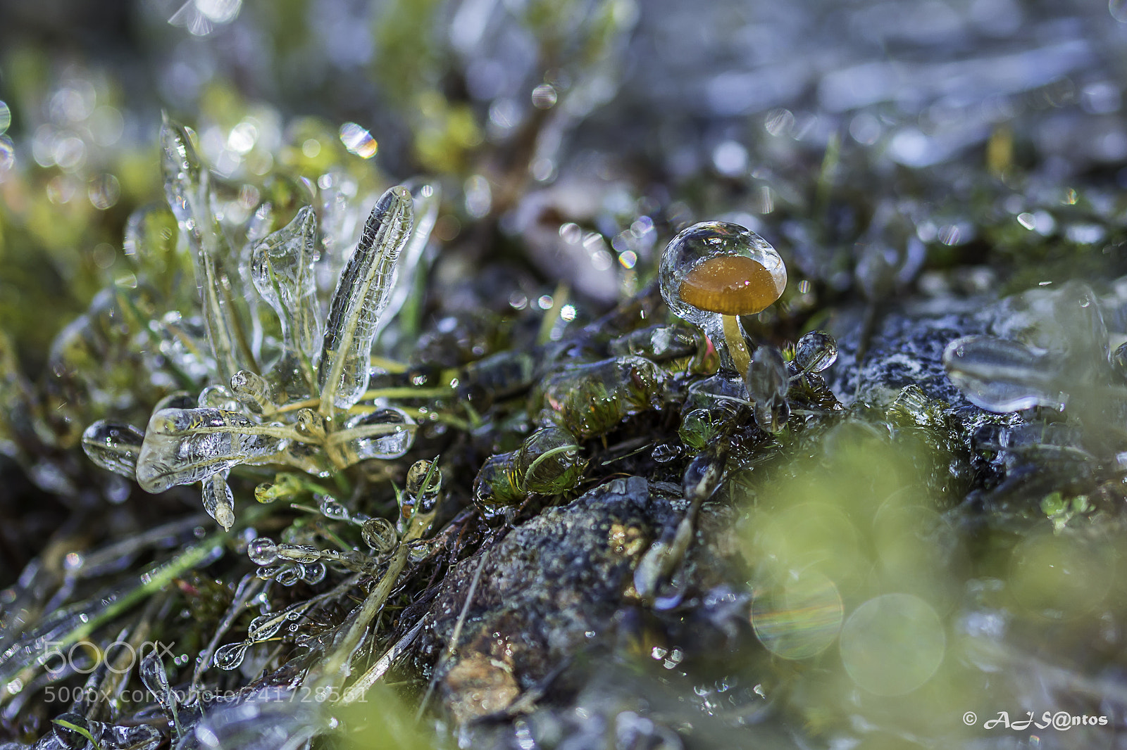 Nikon D7200 sample photo. Mushroom photography