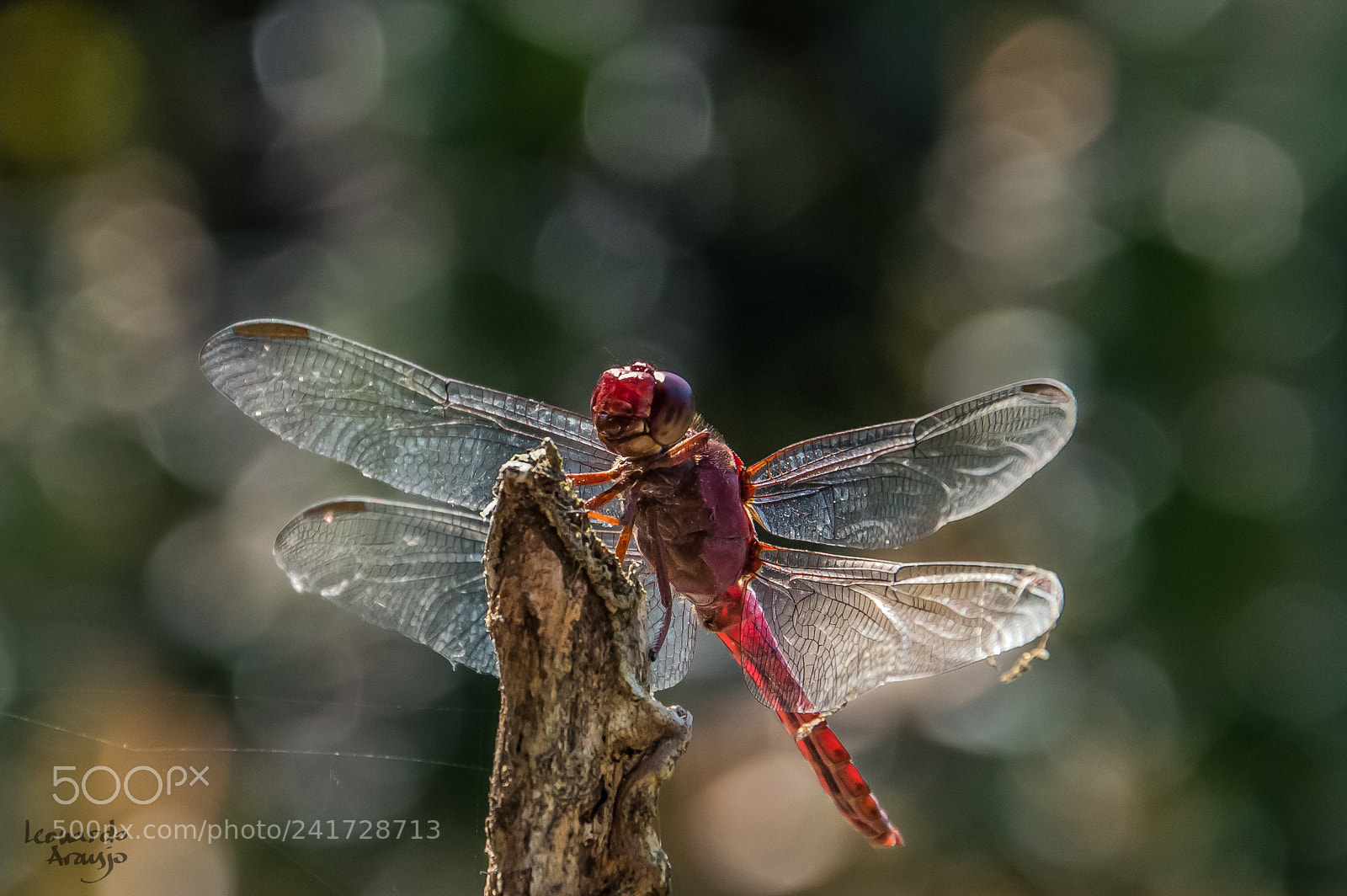 Nikon D3200 sample photo. Dragonfly photography