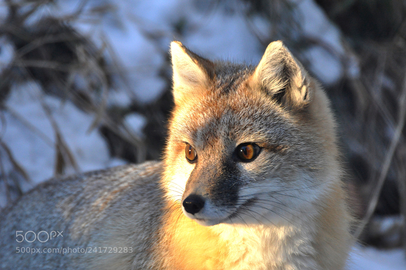Nikon D90 sample photo. Fox photography