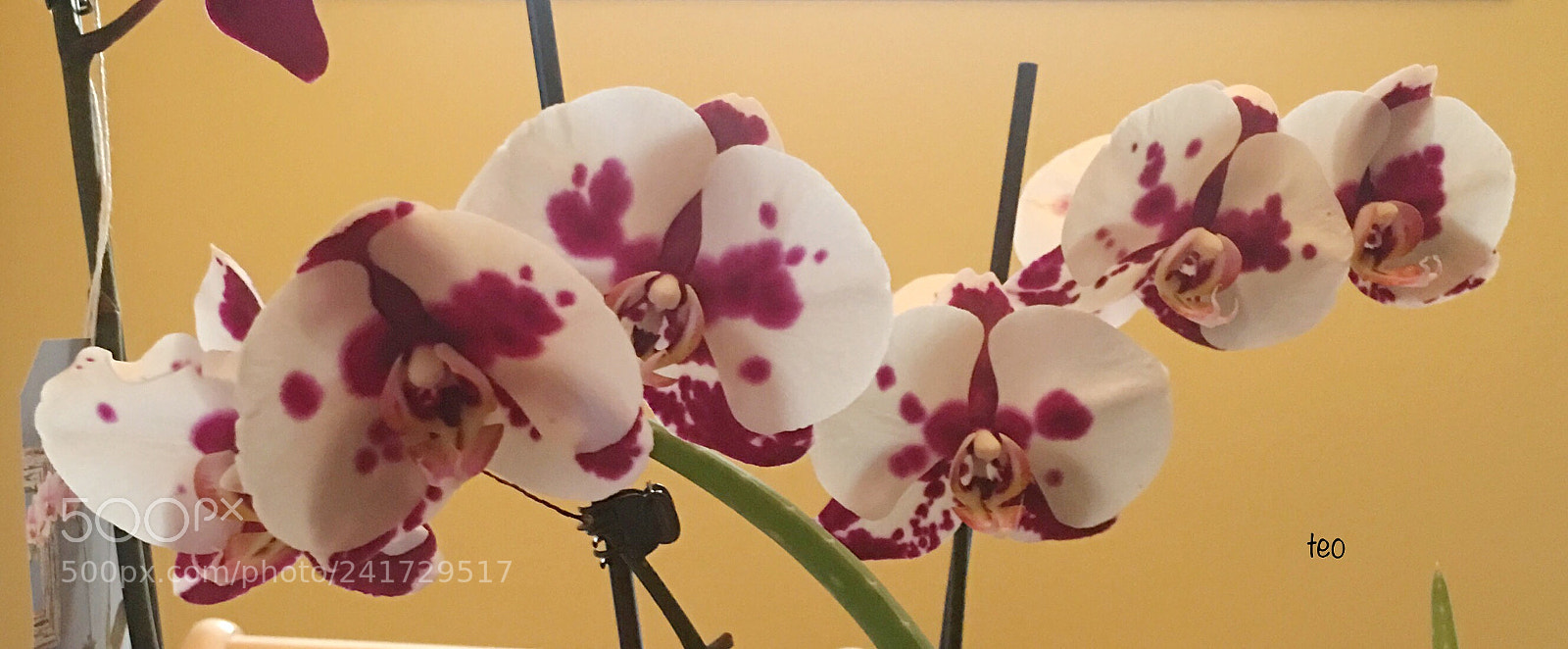 Apple iPhone 6s Plus sample photo. Orchids photography