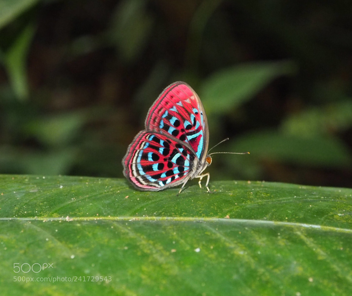 Olympus PEN E-PL7 sample photo. Beautiful butterfly in the photography
