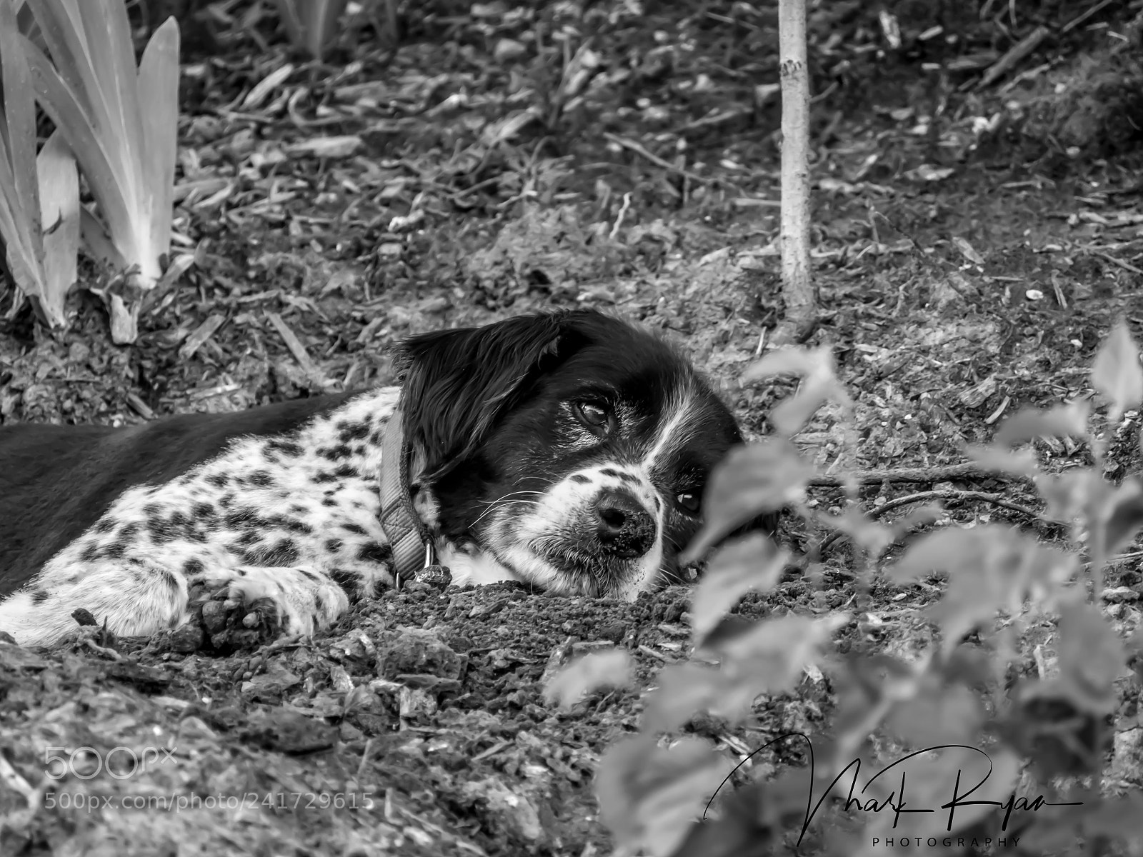 Olympus OM-D E-M5 sample photo. Riley.jpg photography
