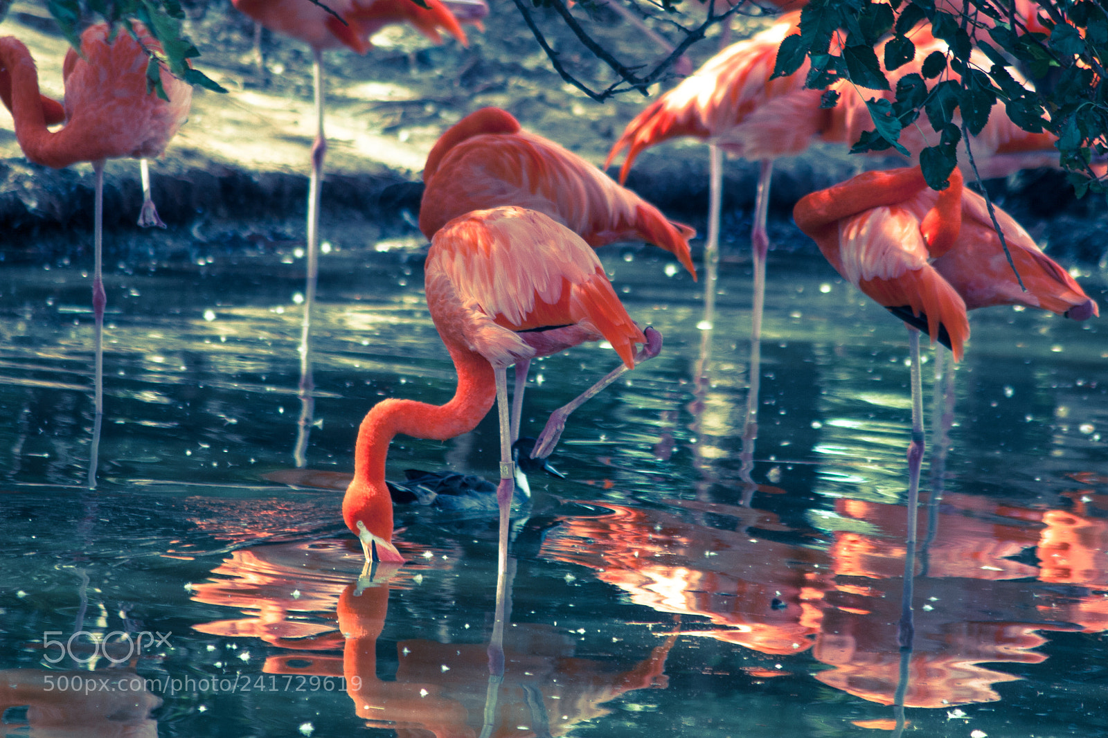 Canon EOS 30D sample photo. Pink flamingos photography