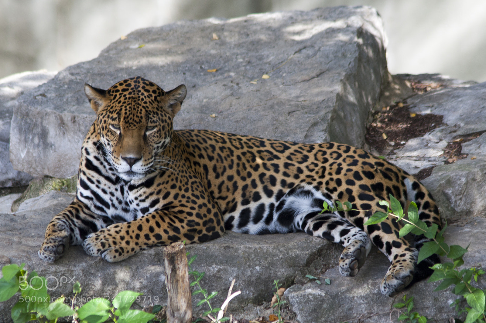 Canon EOS 30D sample photo. Jaguar photography