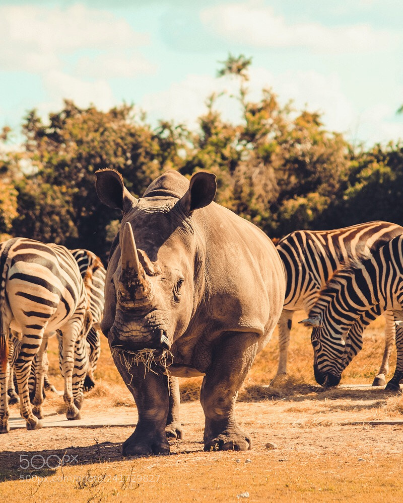 Canon EOS 1300D (EOS Rebel T6 / EOS Kiss X80) sample photo. Rhinos and zebras photography