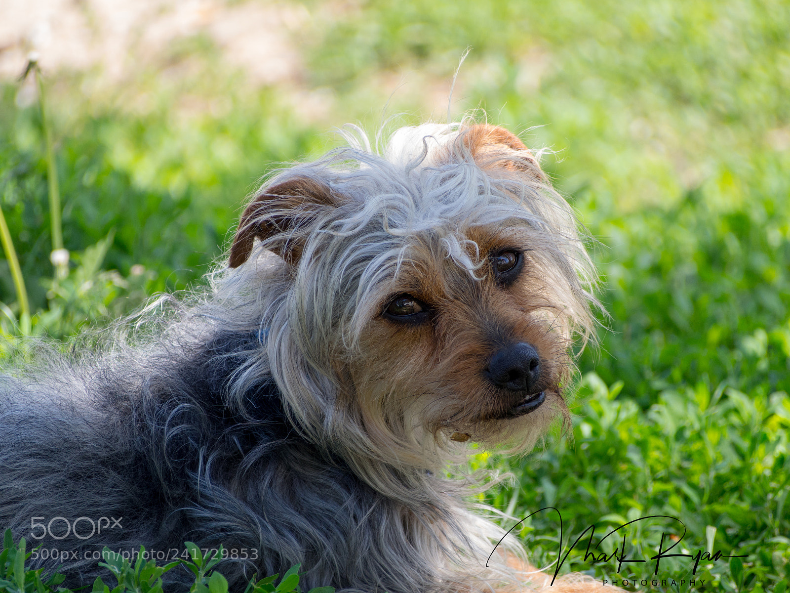 Olympus OM-D E-M5 sample photo. Cooper.jpg photography