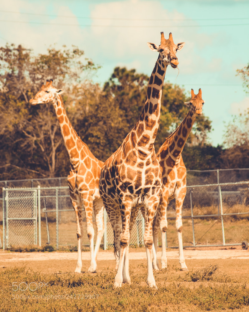 Canon EOS 1300D (EOS Rebel T6 / EOS Kiss X80) sample photo. Giraffes photography