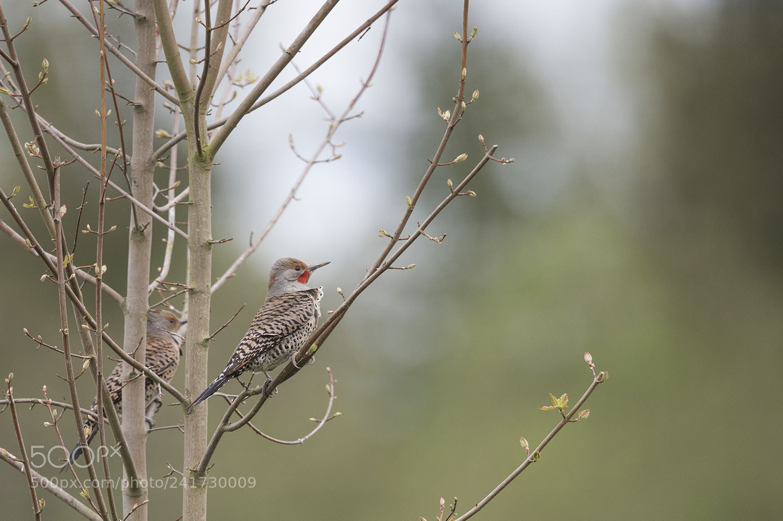 Nikon D810 sample photo. Flickers spring tree mm photography