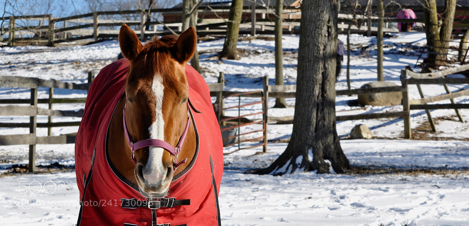 Nikon D5000 sample photo. Horse photography