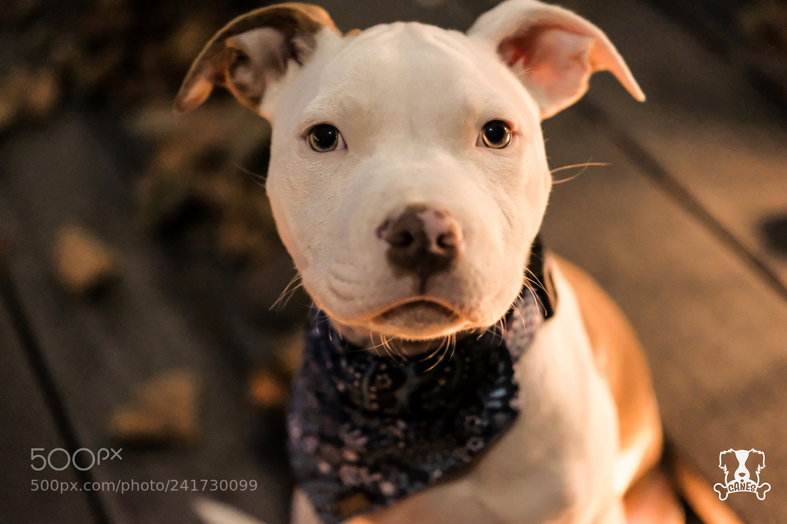 Fujifilm X-T2 sample photo. Loui photography