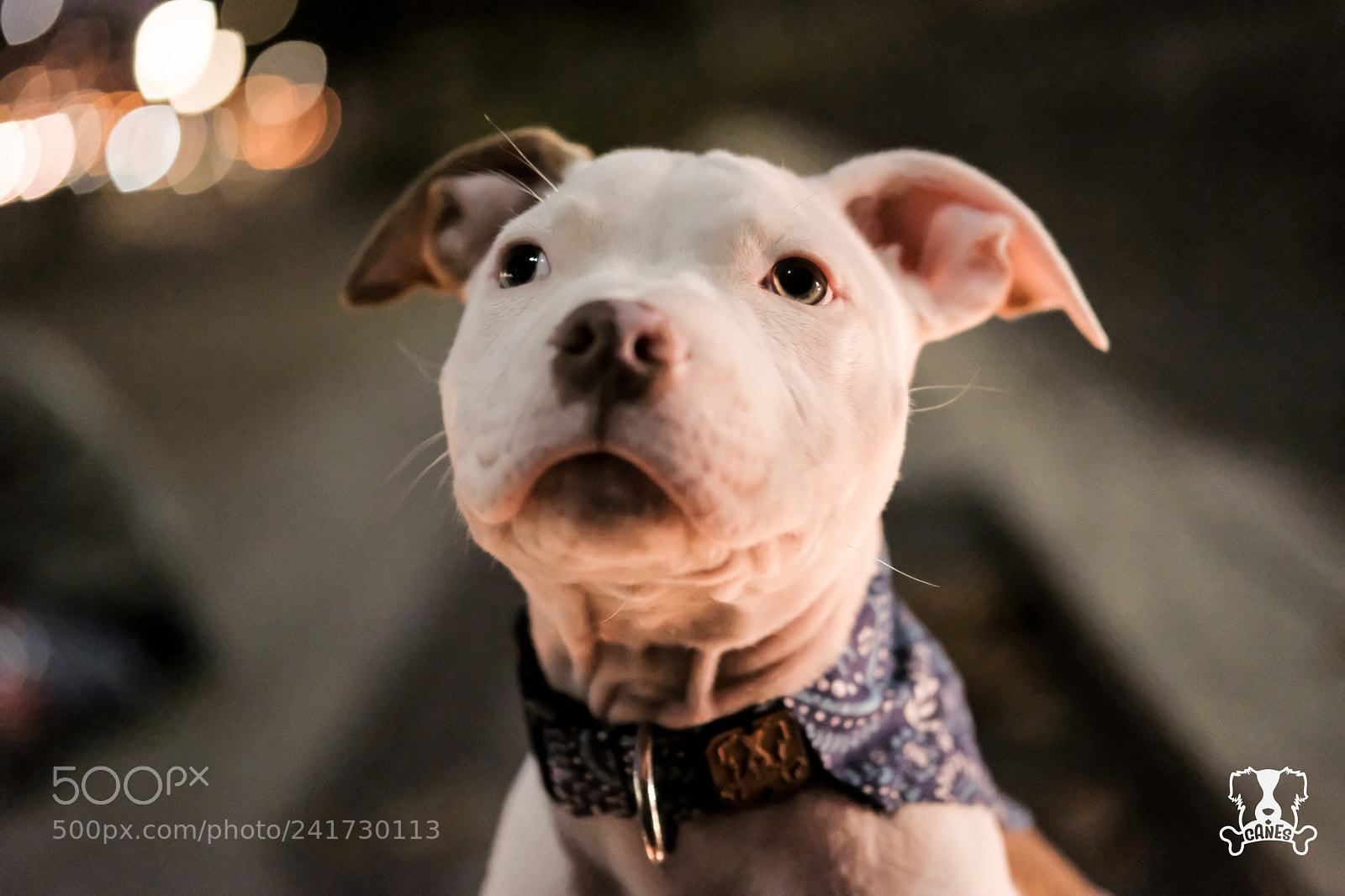Fujifilm X-T2 sample photo. Loui photography