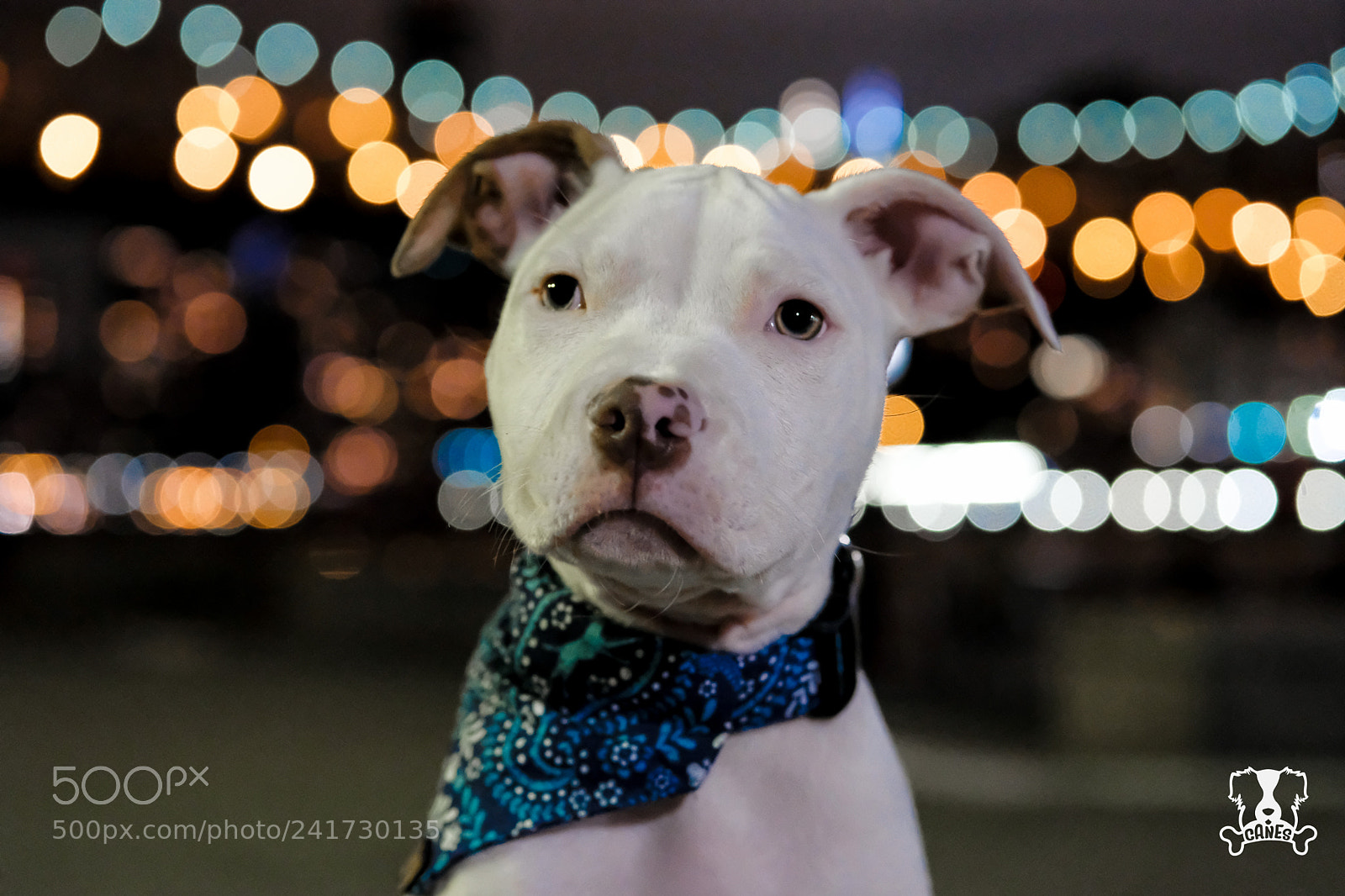 Fujifilm X-T2 sample photo. Loui photography