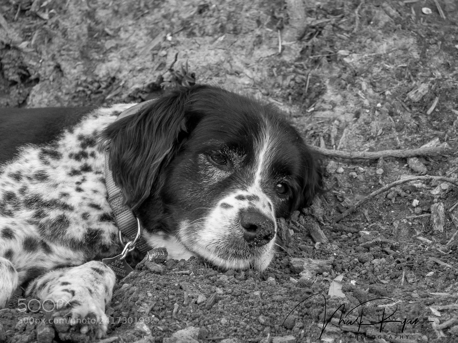 Olympus OM-D E-M5 sample photo. Riley2.jpg photography