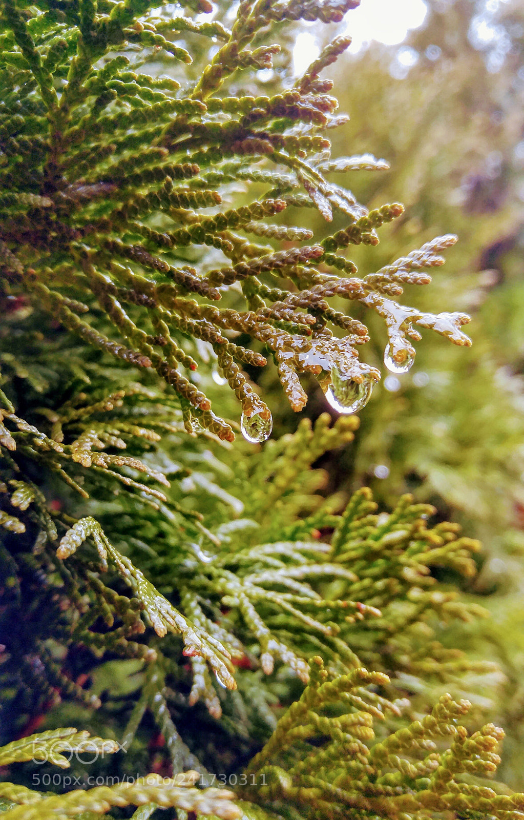LG G4 sample photo. Rainy days photography