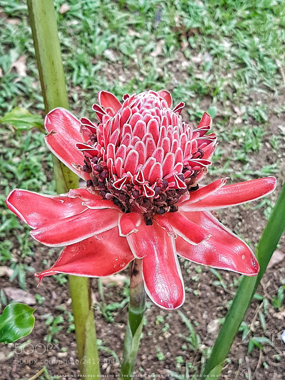 Samsung Galaxy S7 sample photo. The red and strange photography