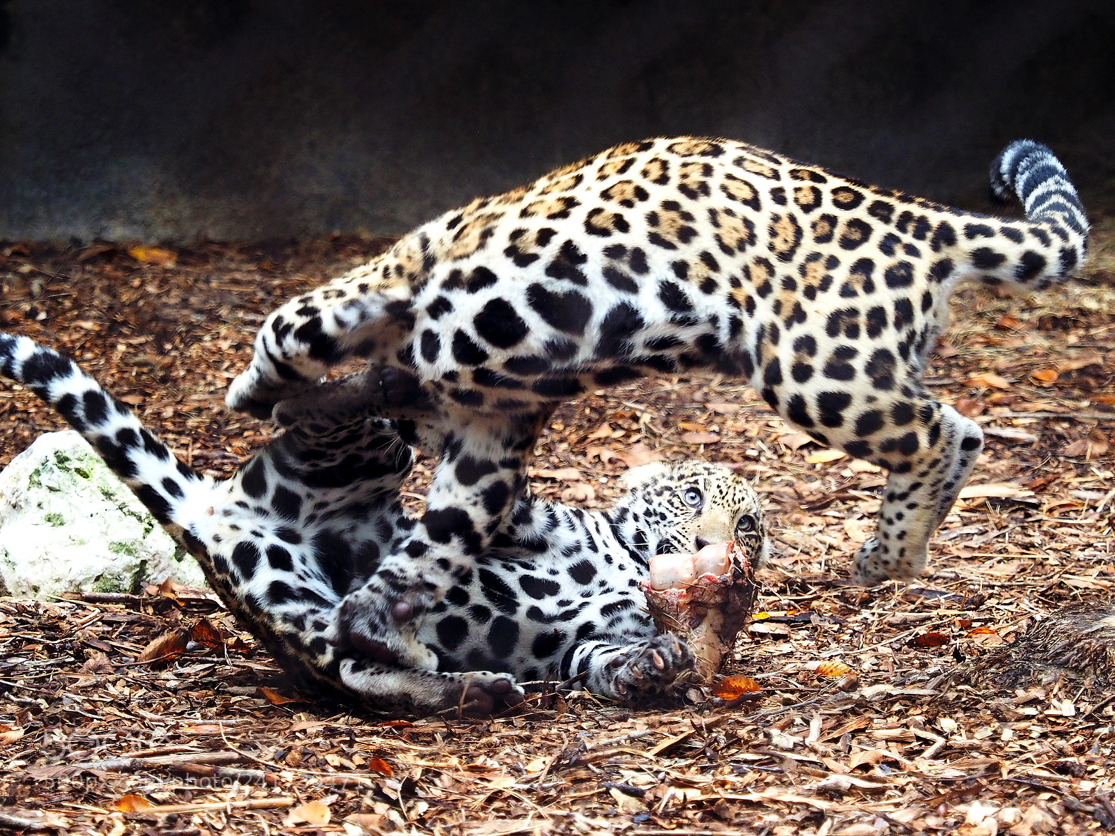 Olympus OM-D E-M1 sample photo. Jaguar cubs at play photography