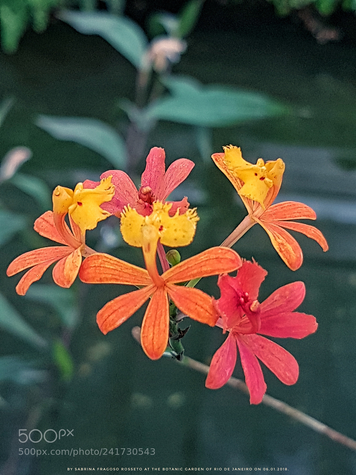 Samsung Galaxy S7 sample photo. The details of this photography