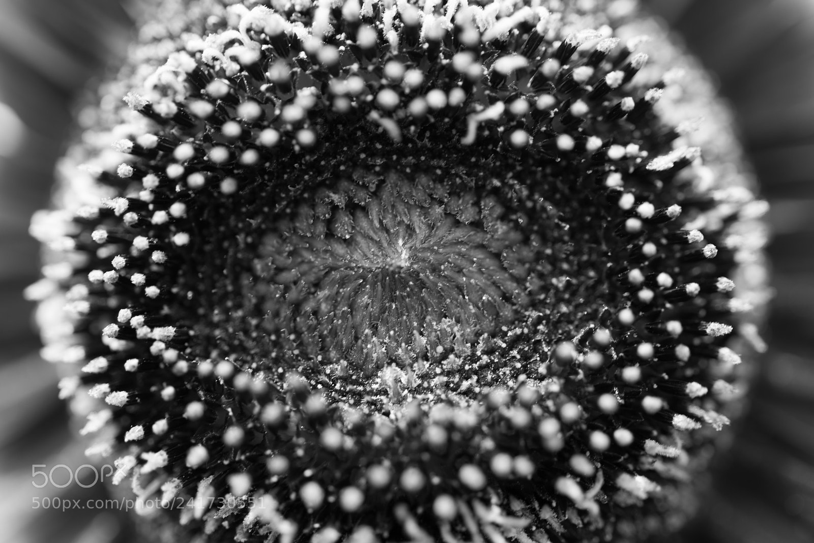 Nikon D810 sample photo. The eye photography