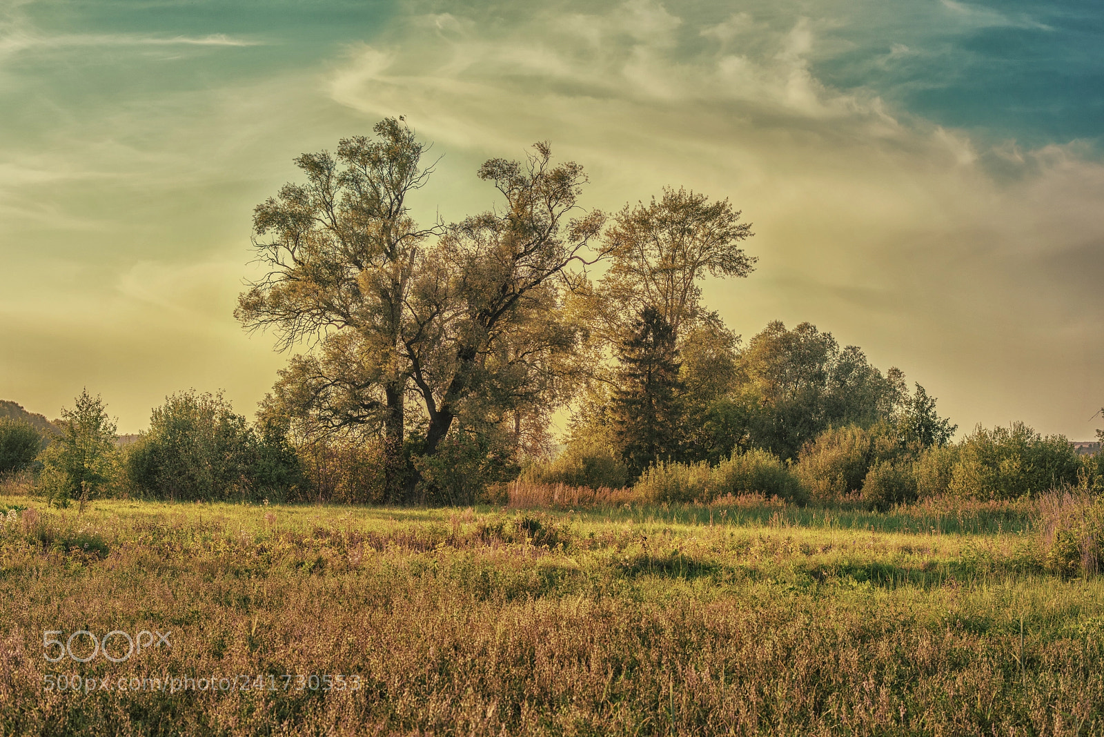 Nikon D810 sample photo. Tree photography