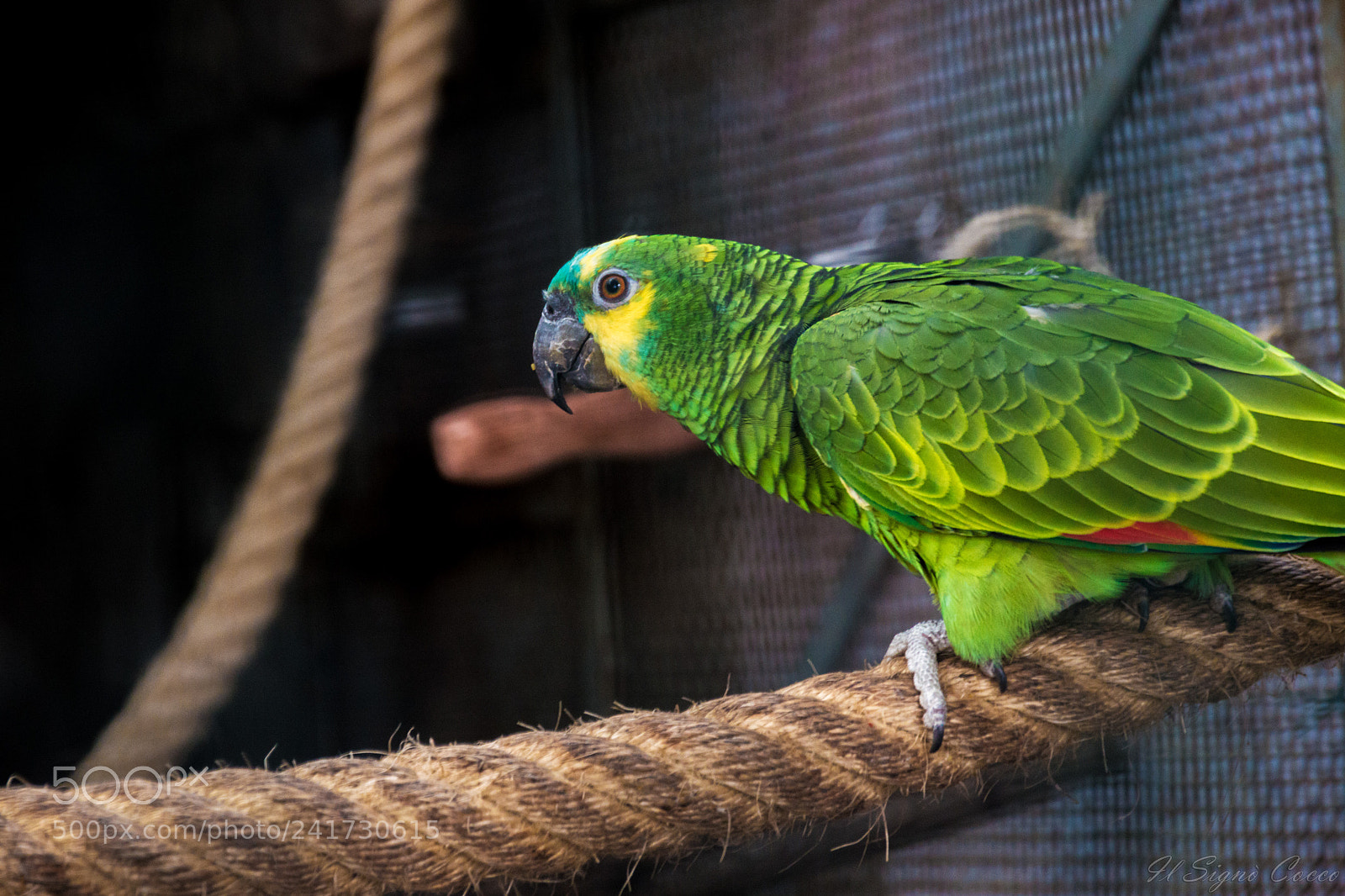 Nikon D3200 sample photo. Tug of war photography