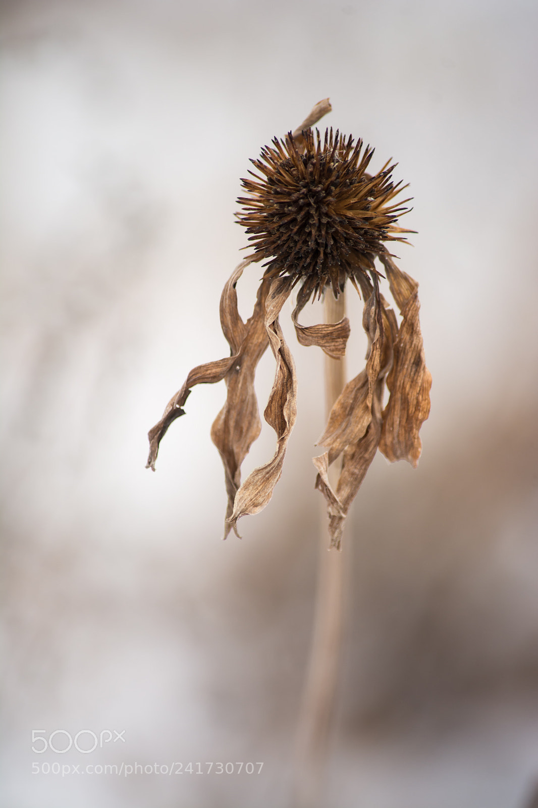Nikon D7100 sample photo. What remains photography